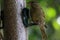 A selection of songbirds using a feeder at a nature reserve