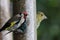 A selection of songbirds using a feeder at a nature reserve