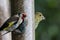 A selection of songbirds using a feeder at a nature reserve