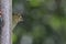 A selection of songbirds using a feeder at a nature reserve