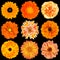 Selection of Various Orange Flowers Isolated