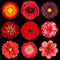 Selection of Various Red Flowers Isolated on Black