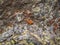 Selectiv focus. Close up of funny Pika Ochotona collaris sits on rocky in Altai mountain. Cute small mammal on bokeh background.