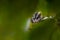 Selective of big-eared opossum (Didelphis aurita) from green leaves