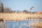 Selective blur on a bunch of common reed, also called phragmites, in a wetland of Europe, in Serbia.