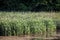 Selective blur on a bunch of common reed, green, also called phragmites, in a wetland of Europe, in Serbia, on Duboki potok