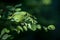 Selective blur and close up on the green branch of a European acacia, in summer. Also called wattled,it`s a very common tree