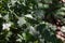 Selective blur on a closeup on leaves of smilax aspera, also called sarsaparille, in a european forest, with green vegetal leafs.