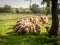 Selective blur on a flock and herd of white sheeps, with short wool, standing and eating in the grass land of a pasture