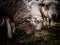 Selective blur on flock herd of white sheeps some with a movement blur, with short wool, standing, eating, graxing in grass land