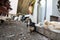 Selective blur on a herd and group of Young chickens, also called chick or poussin is standing in the farmyard in a rural farm