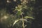 Selective blur on a macro shot of Common nettle, invading a meadow, with blooming flowers in summer.