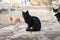 Selective blur on a young black cat in the middle of a Group of stray cats, standing in group, a herd, in the streets of Belgrade,