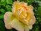 Selective close-up focus of beautiful open light orange rose Gloria Dei after the rain. Beautiful rose petals are covered with rai