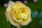 Selective close-up focus of beautiful open light orange rose Gloria Dei after the rain. Beautiful rose petals are covered with rai