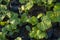 Selective Close-up of green seedling.