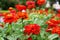 Selective Close Up Red Colors of Zinnia Elegans Flower on green leaves background in the garden