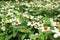 Selective Close Up White or Yellow Colors of Small Zinnia Elegans Flower bloom on green leaves background