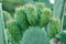 Selective closeup of a cactus plant