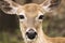Selective closeup of a deer face