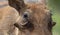 Selective closeup of the face of a common warthog (Phacochoerus africanus)