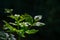 Selective closeup focus of beautiful wet green leaves Mahonia Aquifolium against dark background. Wonderful natural