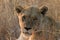 Selective closeup focus of a lioness with an intense gaze in a savanna