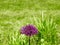 Selective closeup focused shot of an isolated purple Hyacinth flower in the grass field