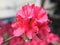 Selective closeup focused shot of a red-petaled Azalea flower with a blurred background