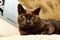 Selective closeup of a lazy brown cat