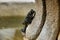 Selective closeup shot of a black frog on a rocky surface