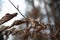 Selective closeup shot of a dried leaf with a blurry background