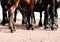 Selective closeup shot of the legs of brown and black horses