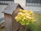 Selective closeup shot of a plant with yellow leaves near a wooden birdhouse