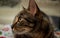 Selective closeup shot of a profile of a gray spotted cat with hazel eyes staring left