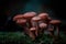 Selective closeup shot of red Agaricus mushroom in the forest