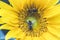 Selective closeup shot of two bees on yellow petaled sunflower