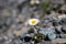Selective closeup of a small Alpine flower (Ranunculus glacialis)