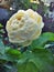 Selective closeup of a white Claire Austin rose in a garden