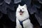 Selective color of a sitting Samoyed dog with thick, white, double-layer coats and a blue harness