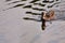 Selective of a female mallard duck wading in a lake