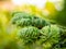 Selective focus of abies alba leaves European silver fir with blurred background