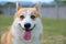 Selective focus of an adorable Pembroke Welsh Corgi dog  smiling with it's tongue out