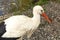 selective focus. Adult European White Stork Standing In Green Summer Grass