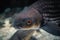 Selective focus of an adult red-eyed carp inside a tank in Jakarta Aquarium and Safari, Indonesia