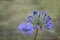 Selective focus of African Blue Lily flower, in purple blue shade.