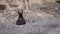 Selective focus Back view of young black bunny rabbit with cute ears sitting in the hole on ground in the park