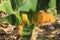 Selective focus of a banana plant affected by deadly Fusarium wilt disease Tropical Race 4 fungus