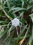 Selective focus of beach spider lily or qymenocallis speciosa