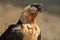 Selective focus of a Bearded Vulture - a bird from the hawk family in its habitat